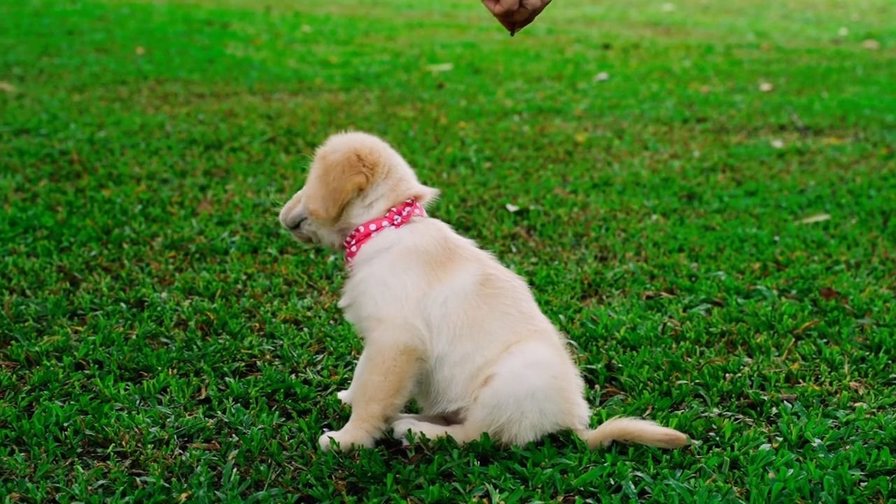 Golden Retriever Puppy's First Afternoon on the Grass